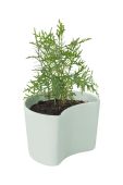 Горщик з насінням Rig-Tig Your Tree Birch колір зелений